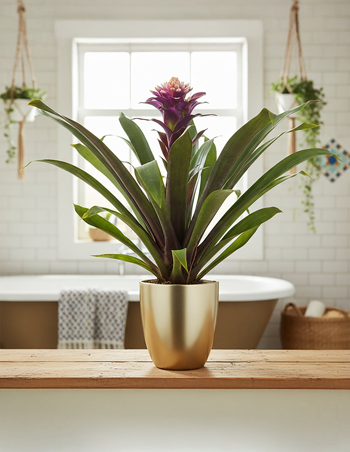 Bromeliad Guzmania Francesca