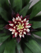 Bromeliad Guzmania Francesca