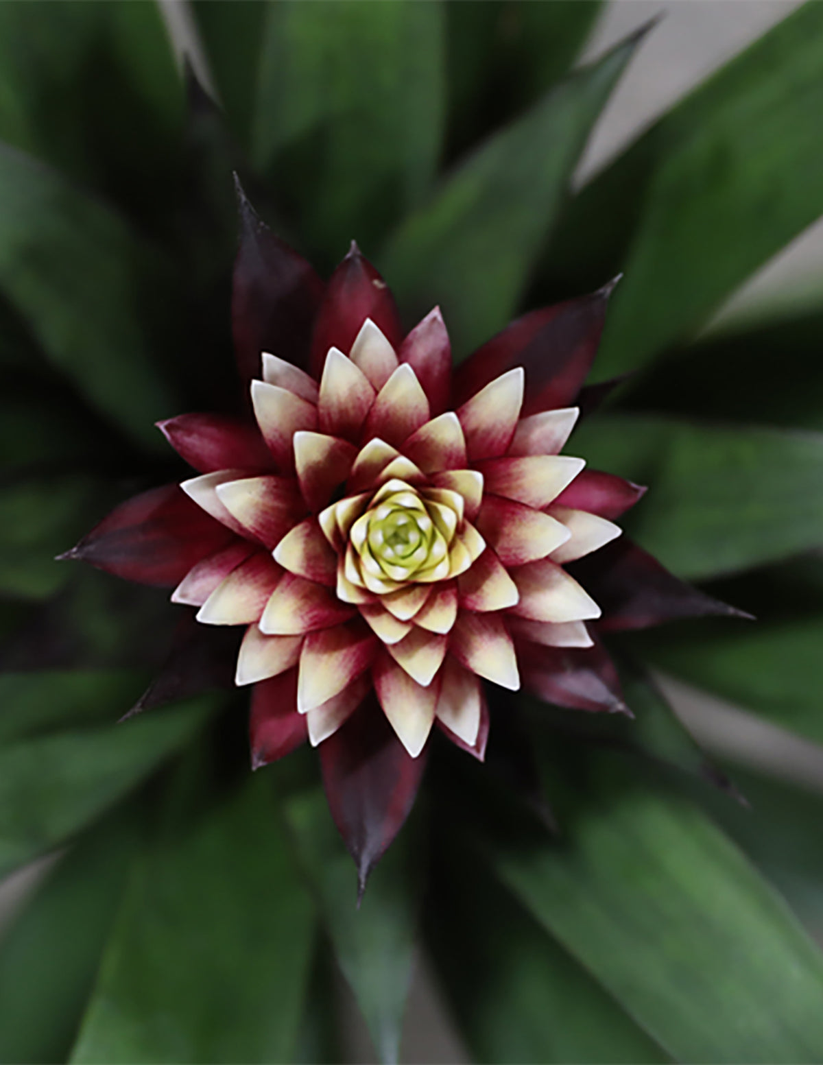 Bromeliad Guzmania Francesca