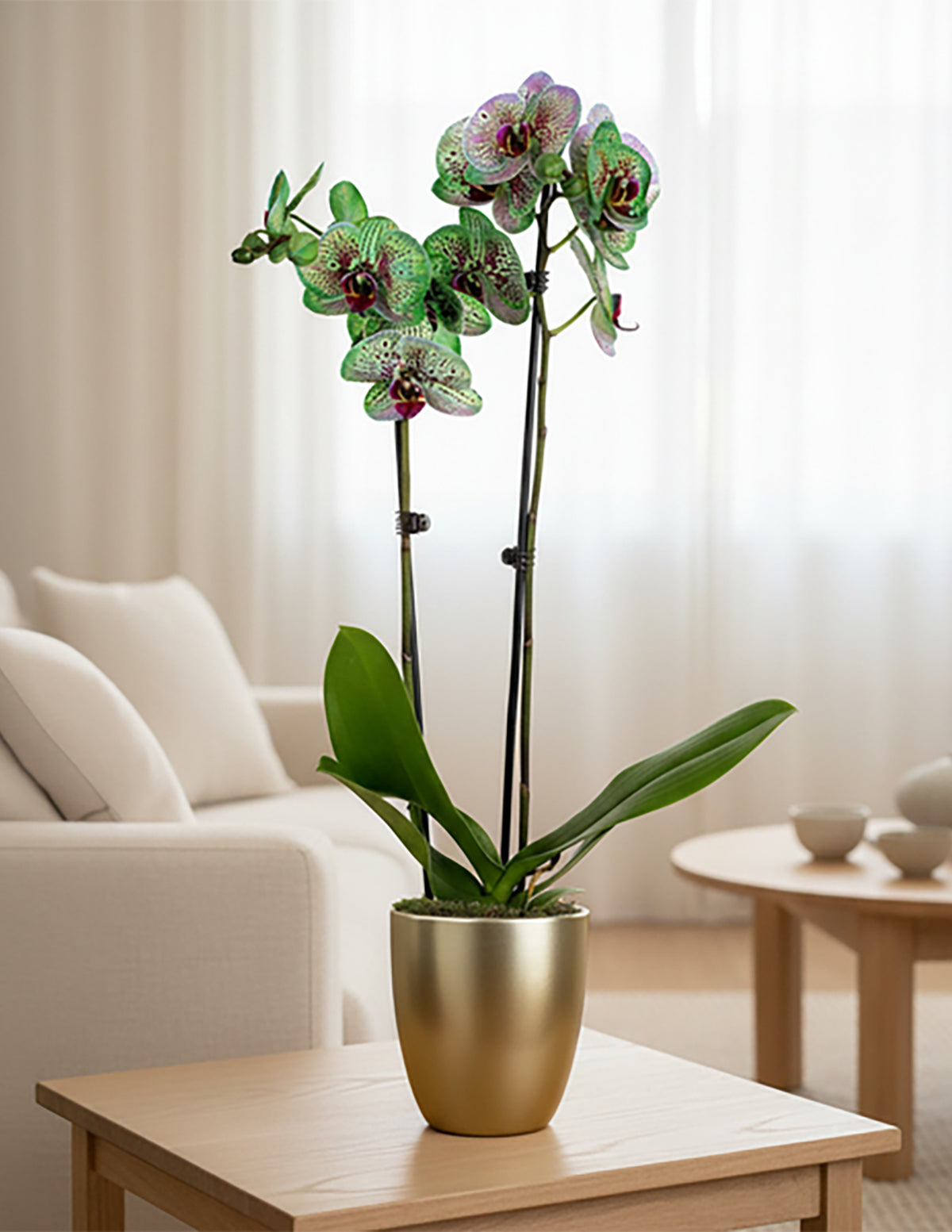 Mystic Emerald Kaleidoscope Orchid