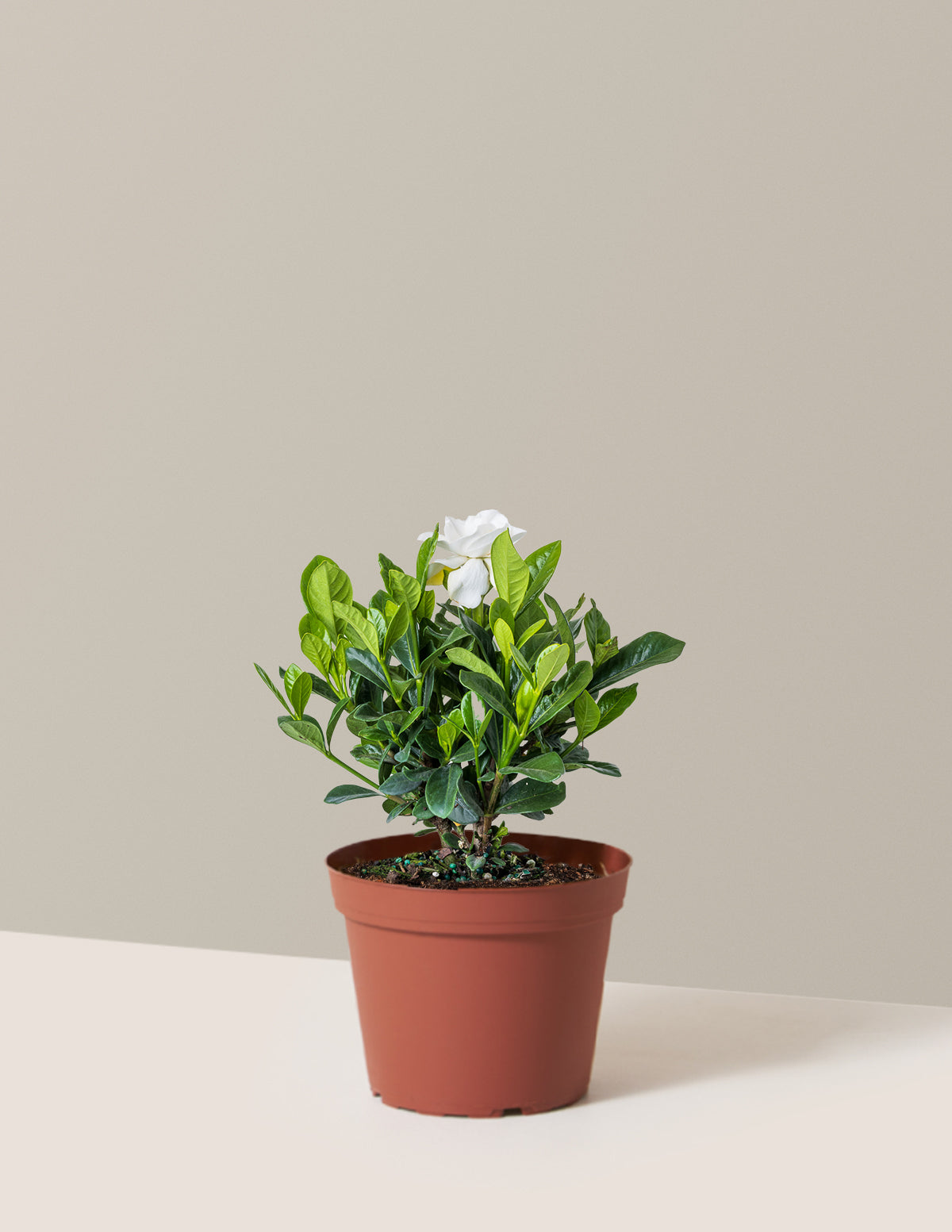 bundle | Medium | Grow Pot