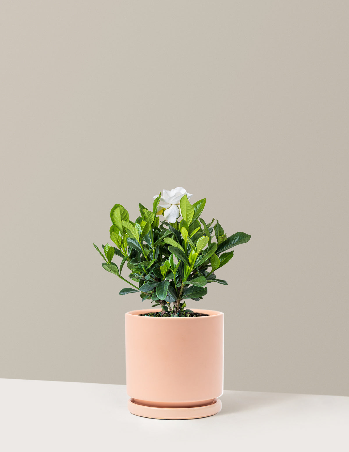 bundle | Medium | Isabella | Blush