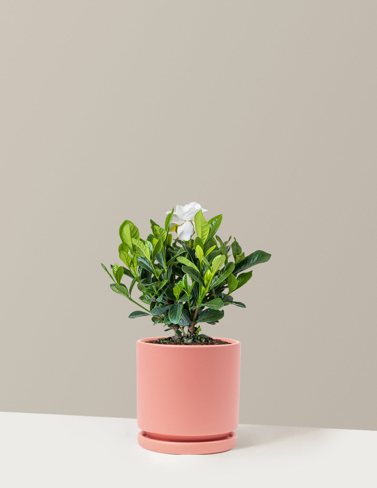 bundle | Medium | Isabella | Bubblegum