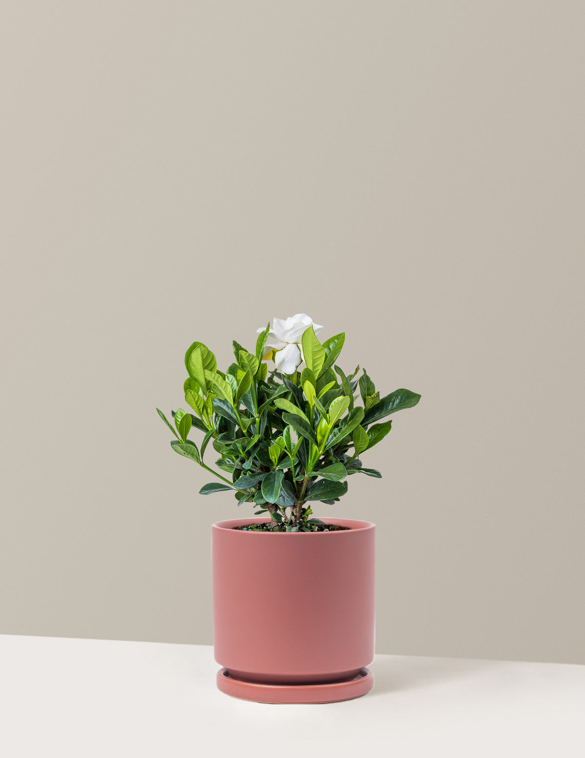 bundle | Medium | Isabella | Dusty Rose