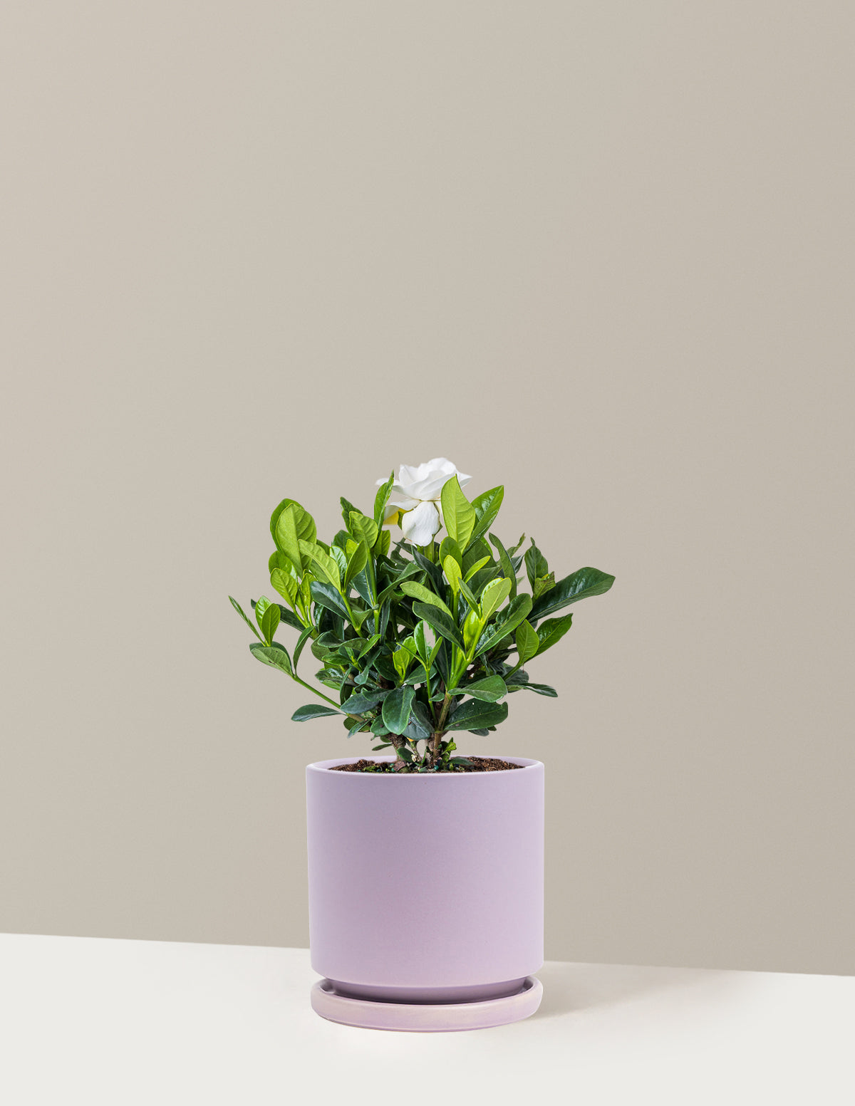 bundle | Medium | Isabella | Lavender