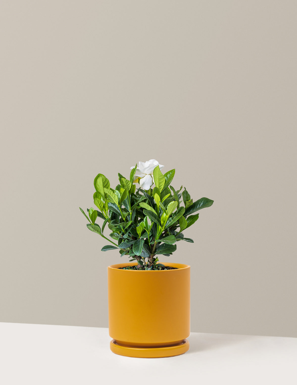 bundle | Medium | Isabella | Mustard