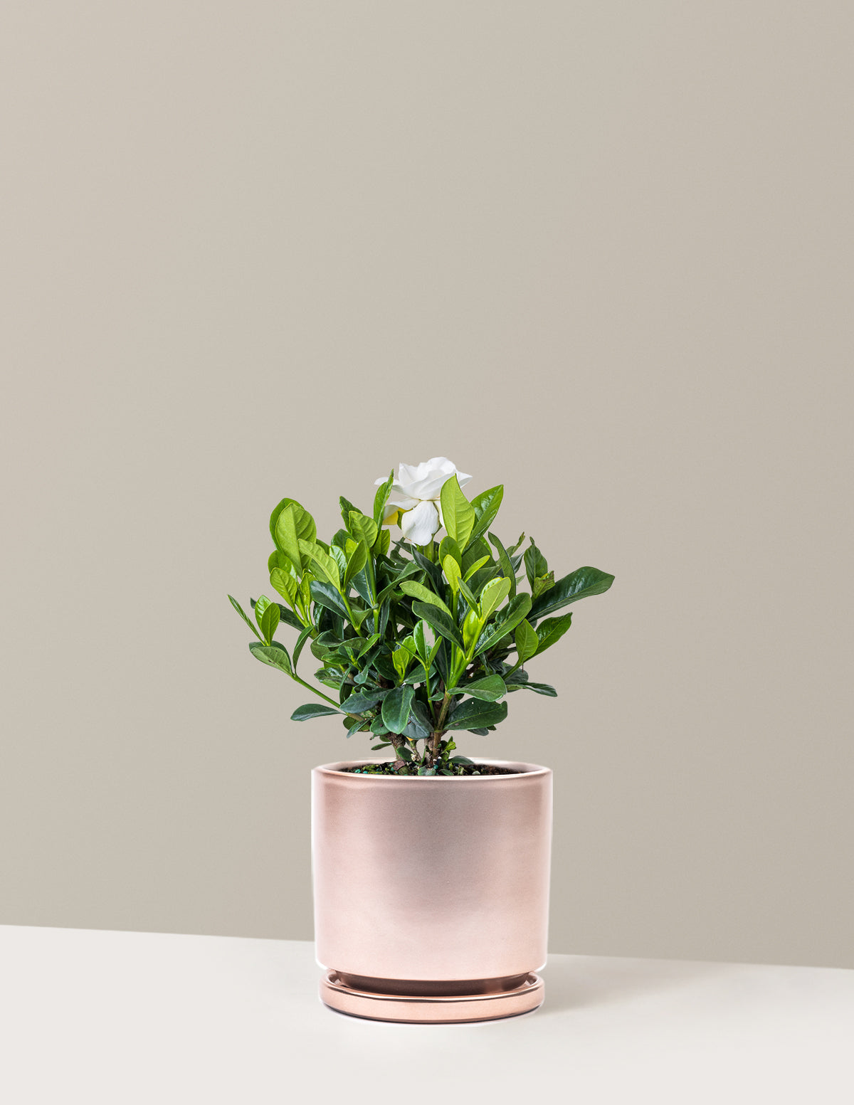 bundle | Medium | Isabella | Rose Gold