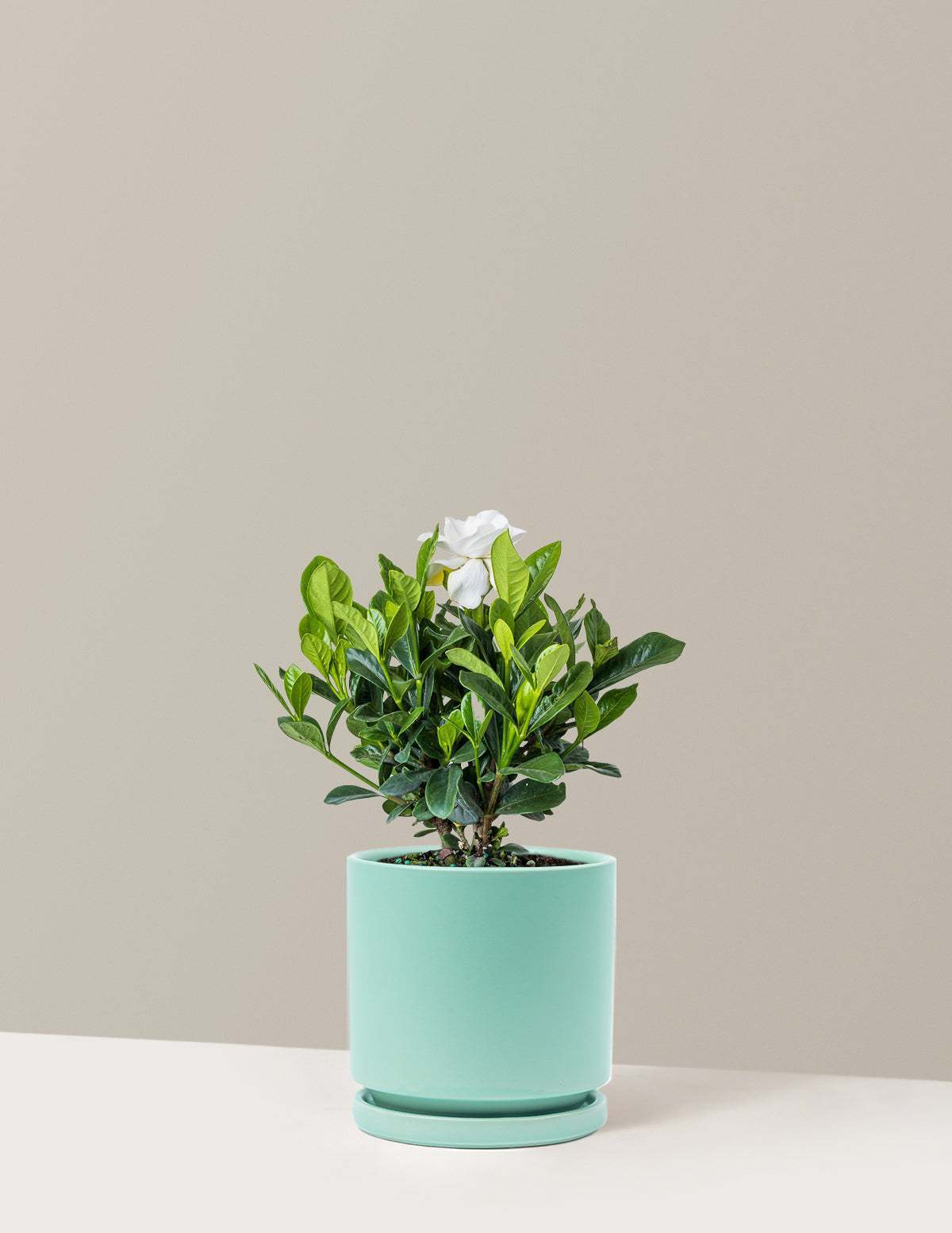 bundle | Medium | Isabella | Sea Glass