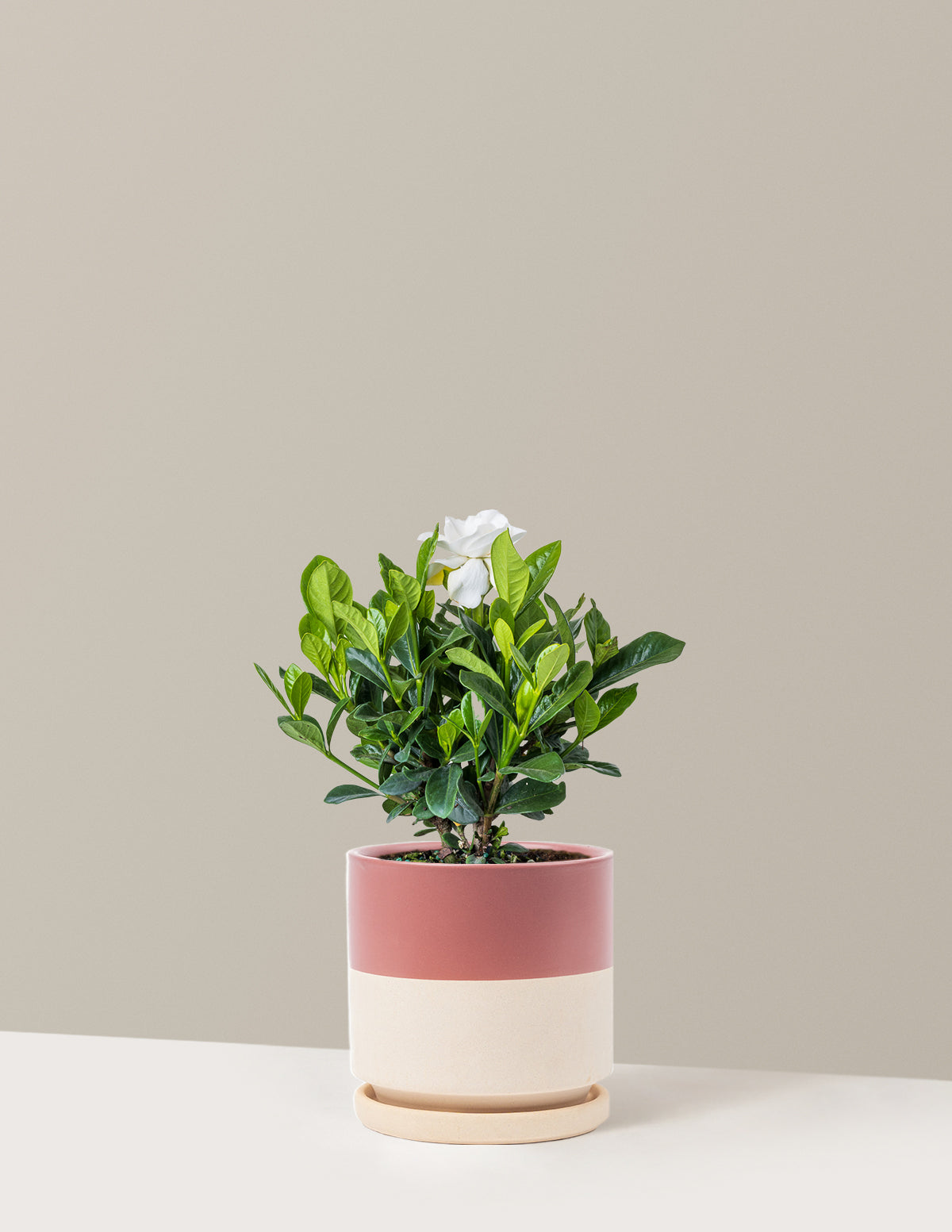 bundle | Medium | Isabella | Top Half Dusty Rose