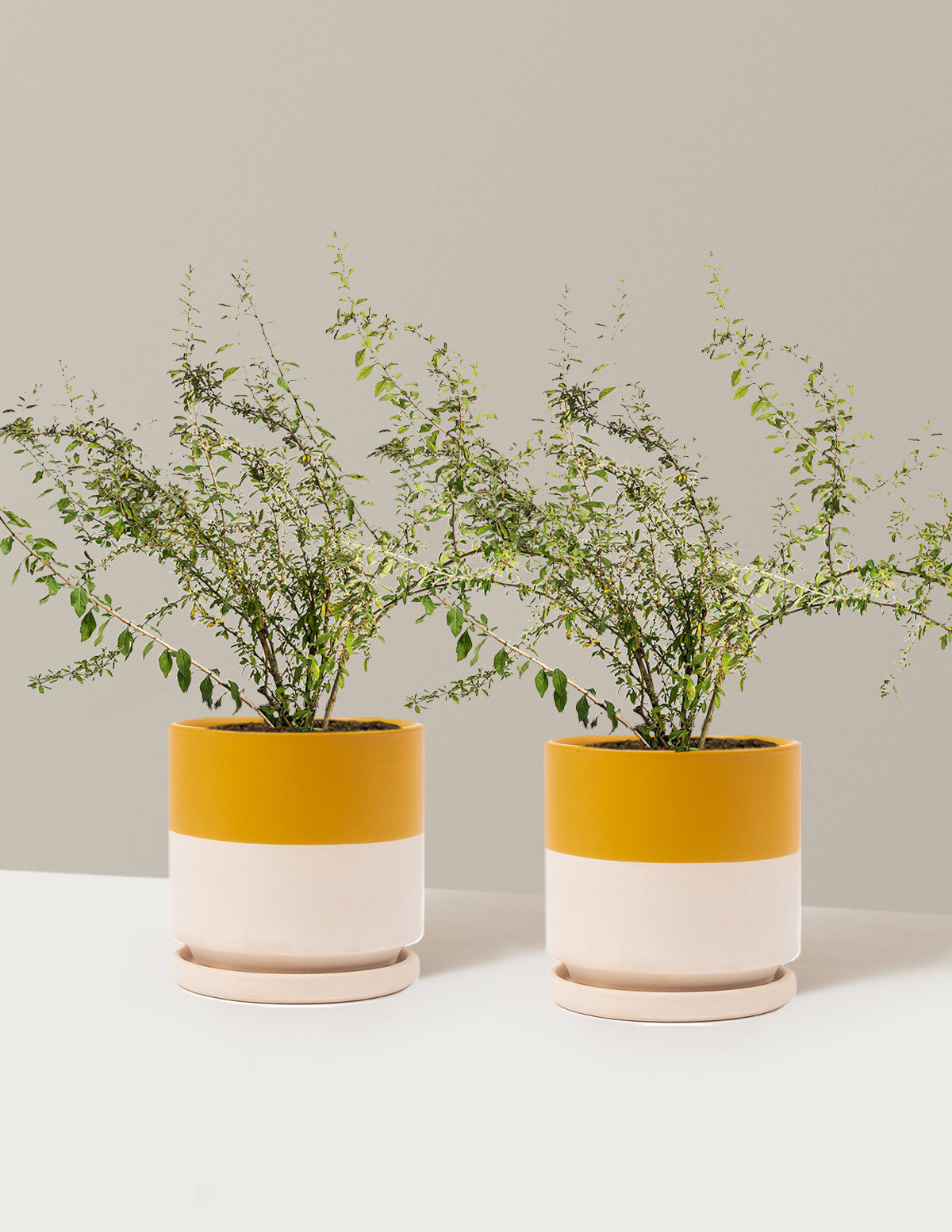 bundle | 1 Gallon - 2-Pack | Isabella | Top Half Mustard