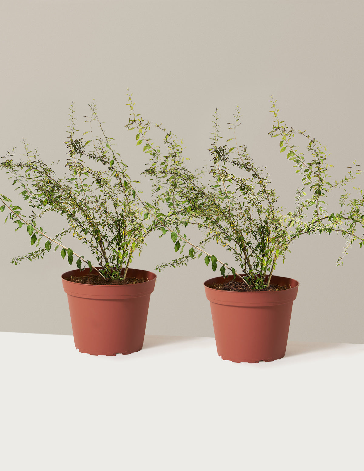 bundle | 1 Gallon - 2-Pack | Grow Pot