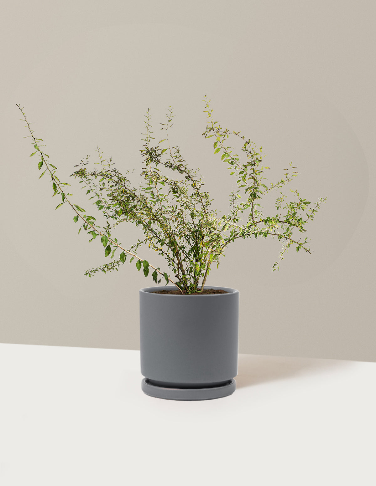 bundle | 1 Gallon - Single | Isabella | Granite
