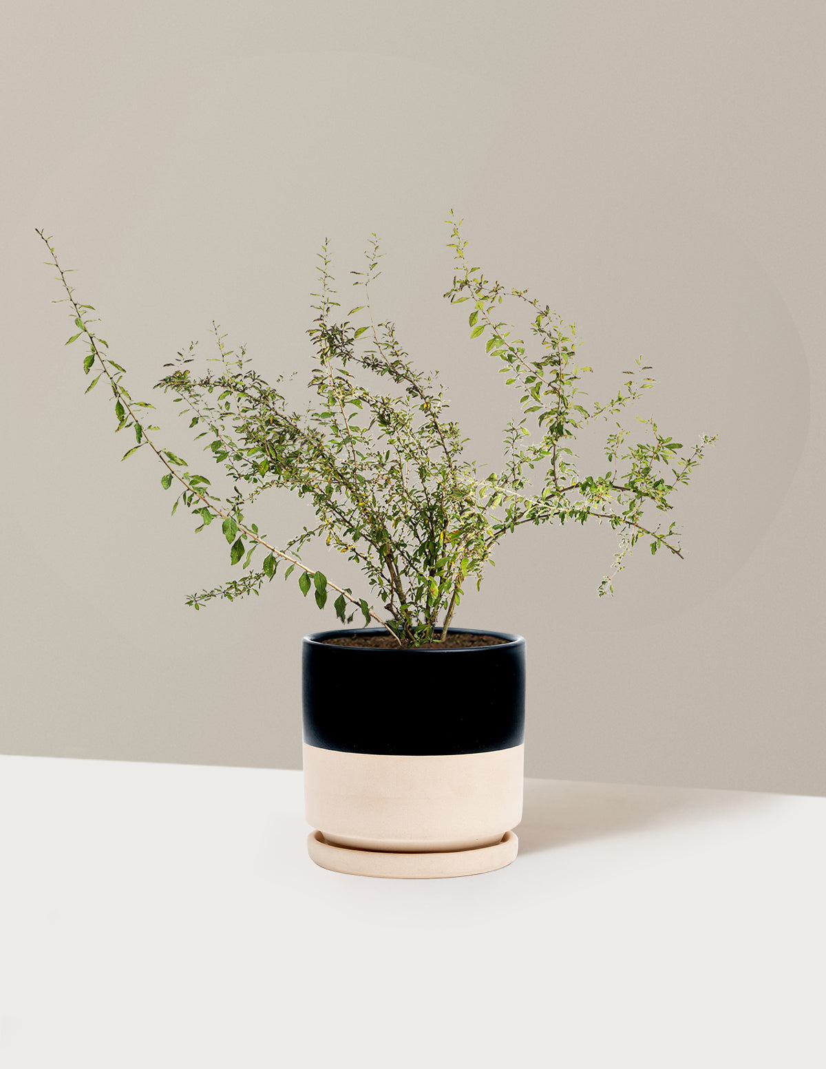 bundle | 1 Gallon - Single | Isabella | Top Half Black
