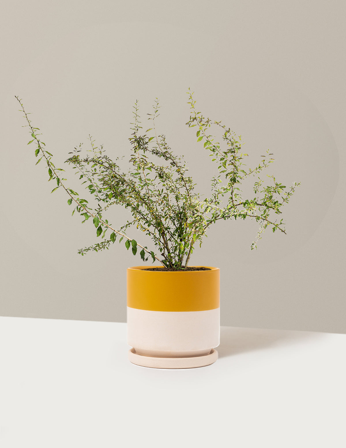 bundle | 1 Gallon - Single | Isabella | Top Half Mustard
