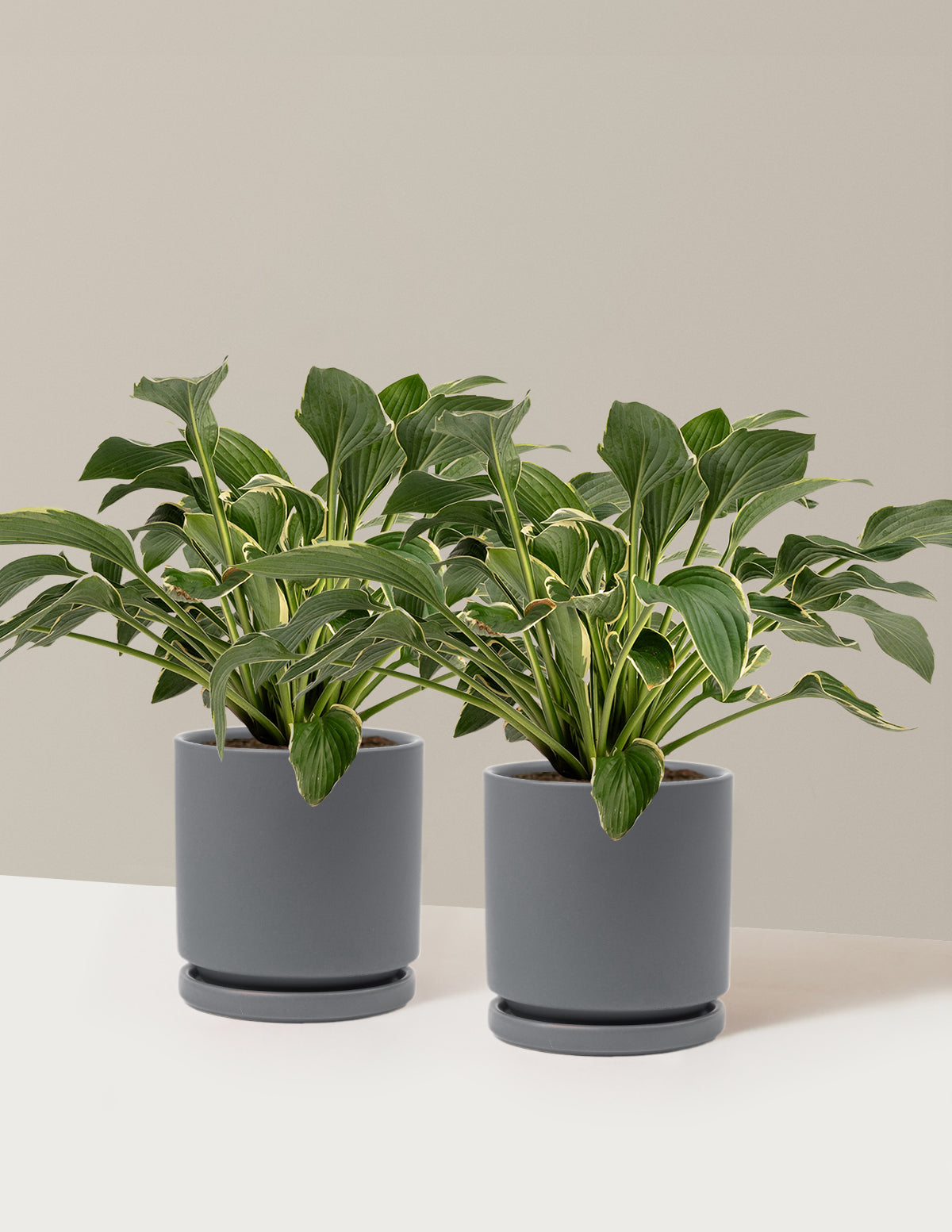 bundle | 1 Gallon - 2-Pack | Isabella | Granite