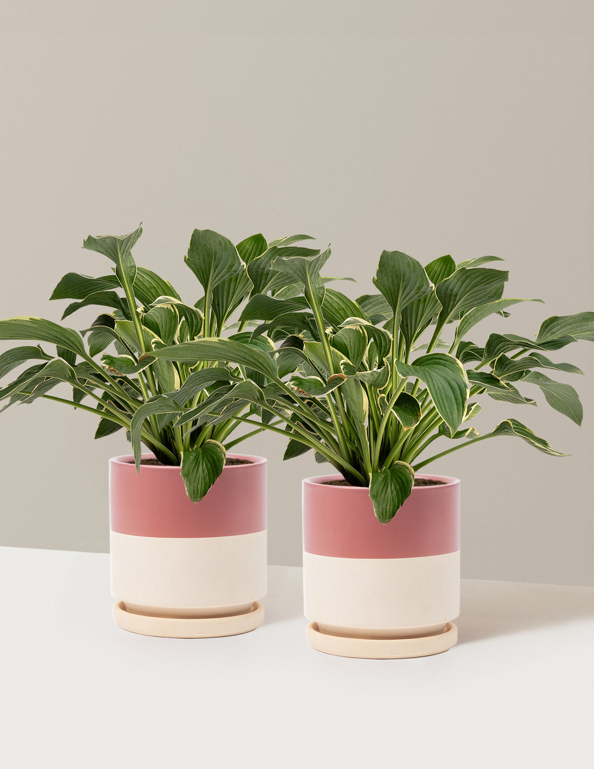 Francee Hosta