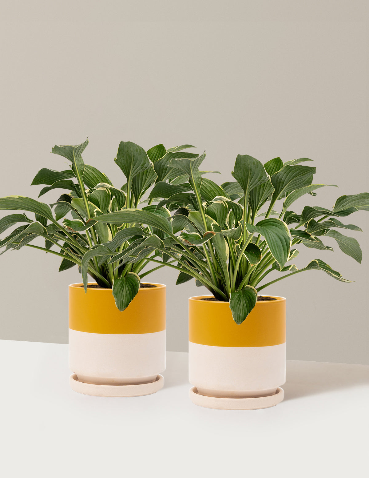 bundle | 1 Gallon - 2-Pack | Isabella | Top Half Mustard