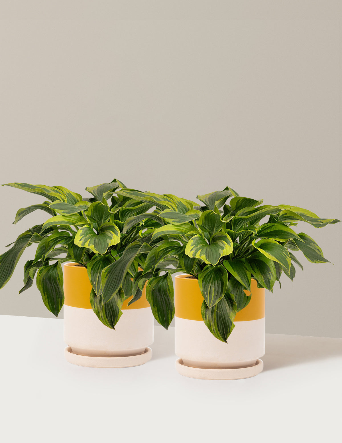bundle | 1 Gallon - 2-Pack | Isabella | Top Half Mustard