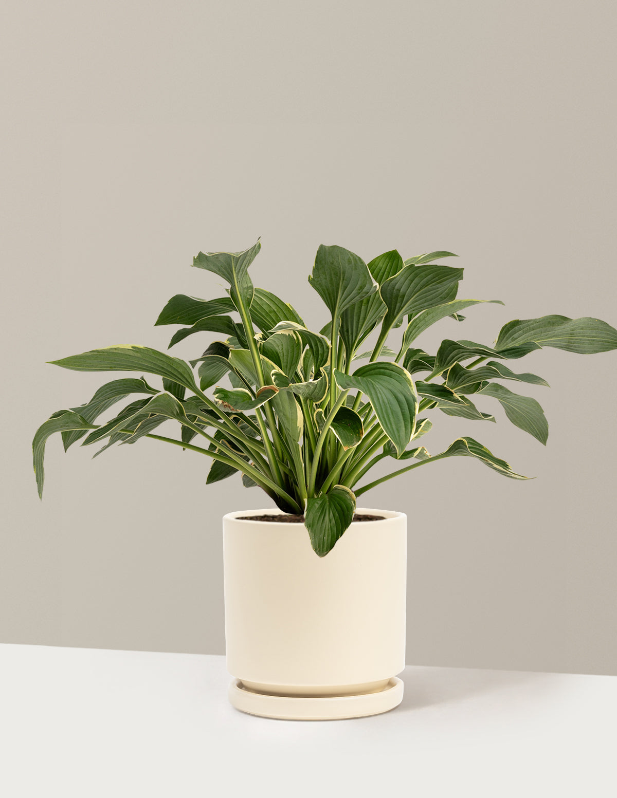 bundle | 1 Gallon - Single | Isabella | Almond