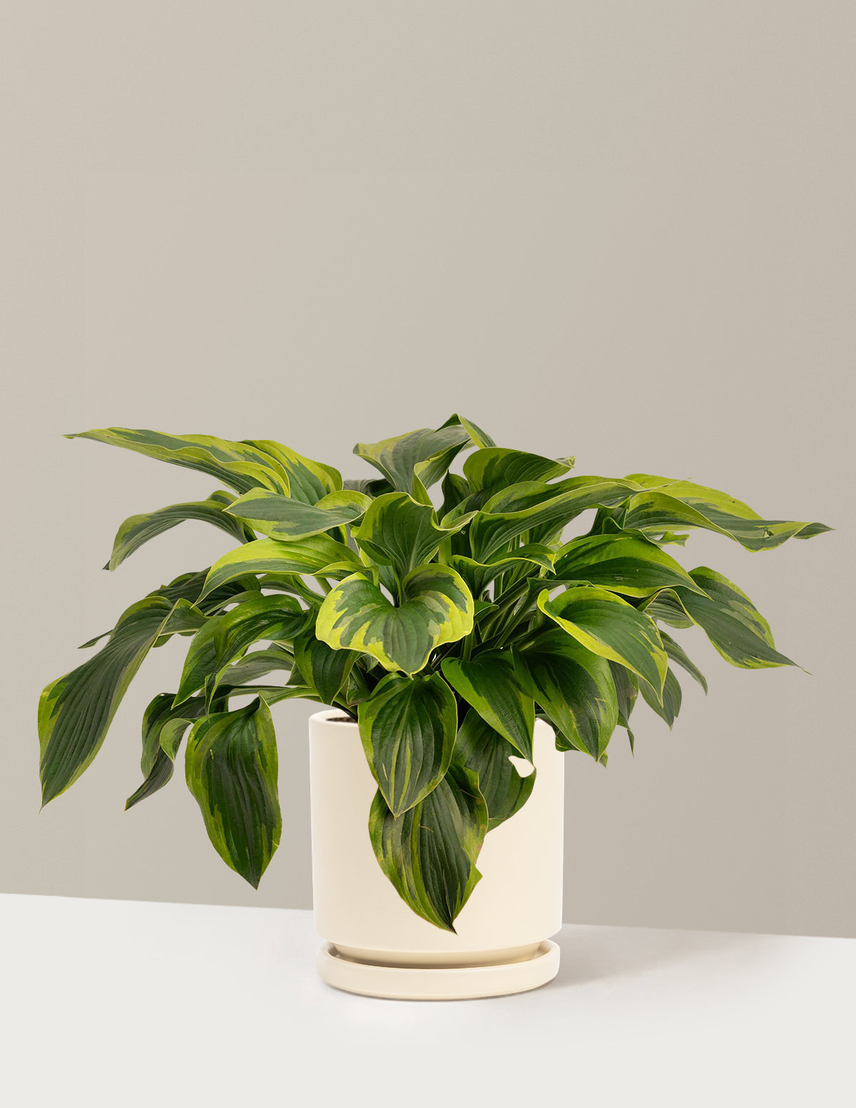 files/the-sill_Medium-Green-Patriot-Hosta_Medium-Isabella-Almond_Variant_e9068bcd-b6f4-4159-973e-7865b00f5808.jpg