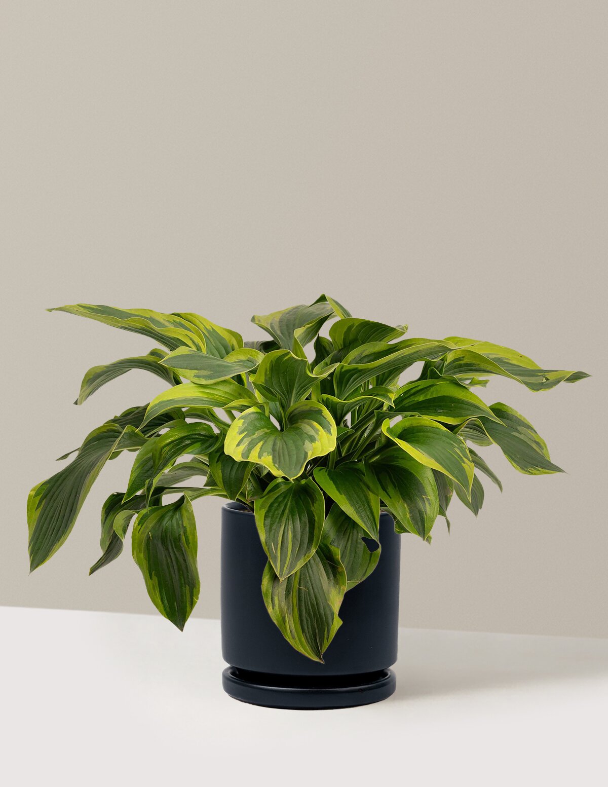 Green Patriot Hosta