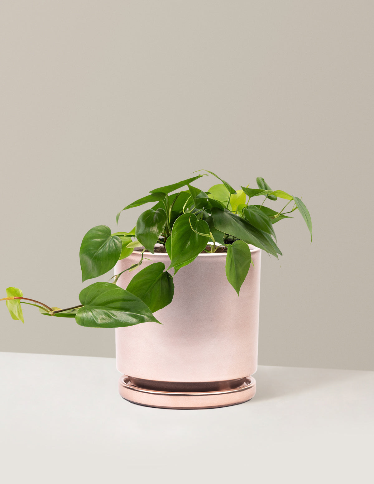bundle | Medium | Isabella | Rose Gold