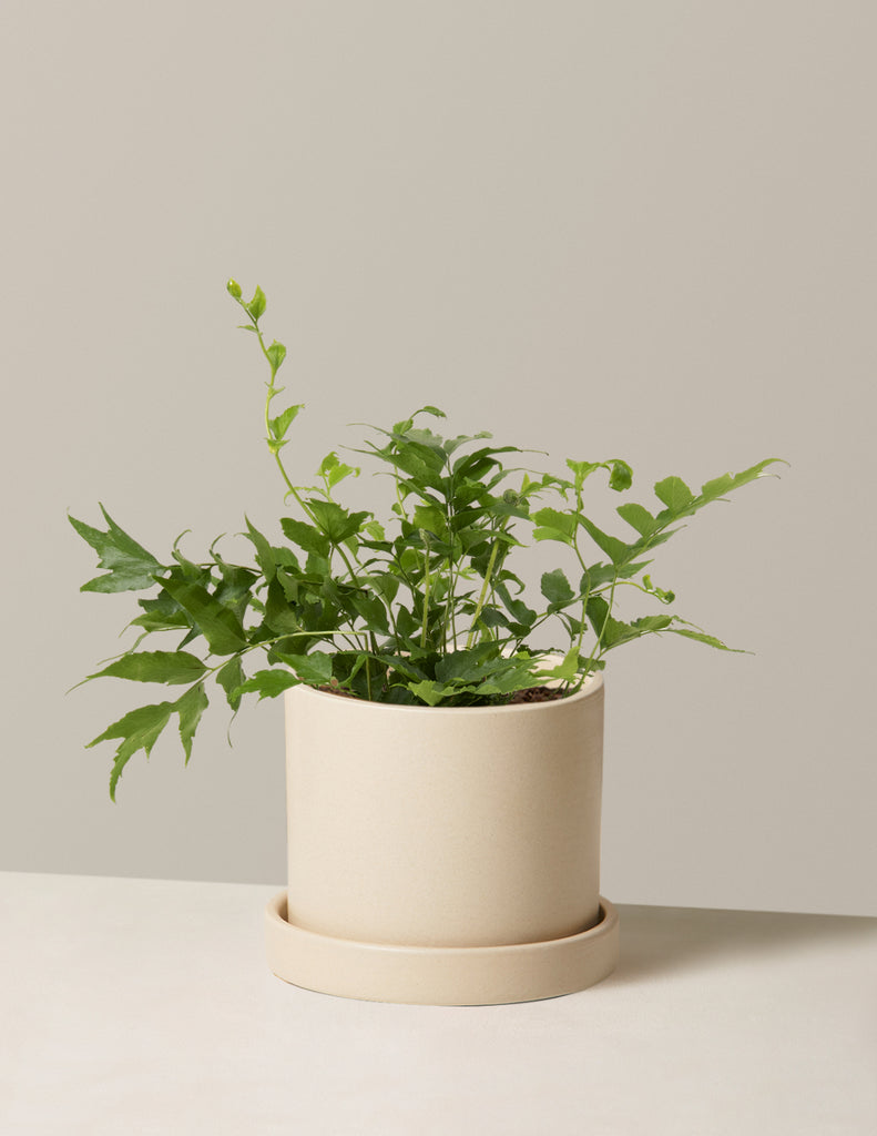 How to care for a Holly Fern