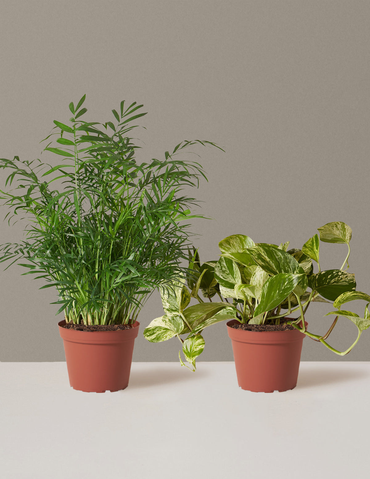 bundle | Medium | Grow Pot