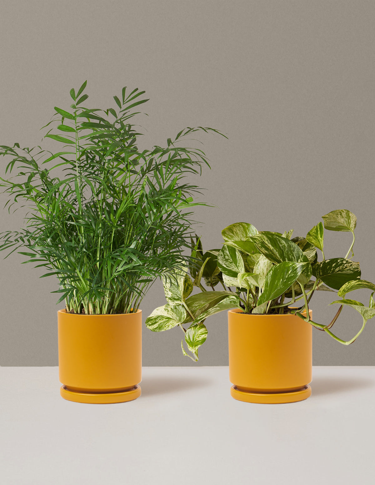 bundle | Medium | Isabella | Mustard