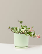 bundle | Medium | Isabella | Sage