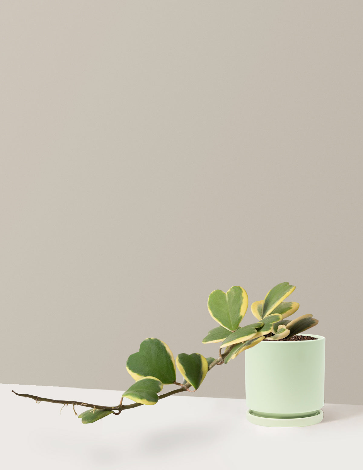 bundle | Medium | Isabella | Sage