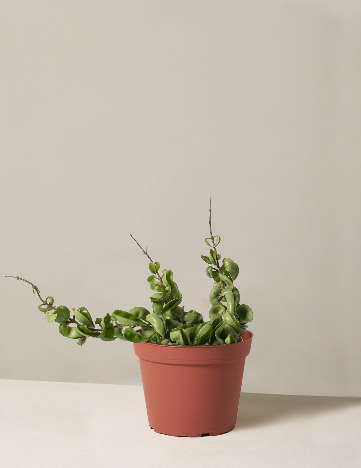 bundle | Medium | Grow Pot