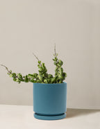 bundle | Medium | Isabella | Antique Teal