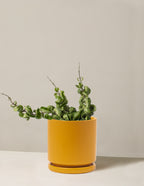 bundle | Medium | Isabella | Mustard