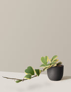 bundle | Medium | Grant | Black
