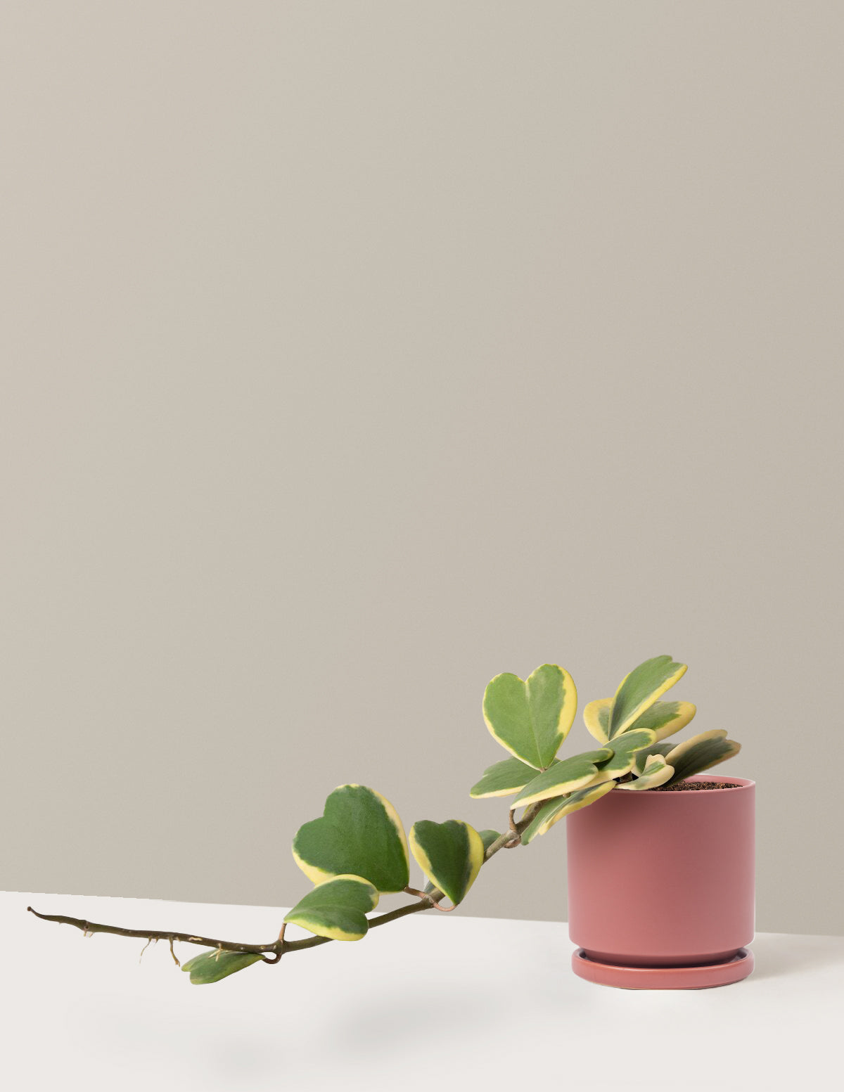 bundle | Medium | Isabella | Dusty Rose