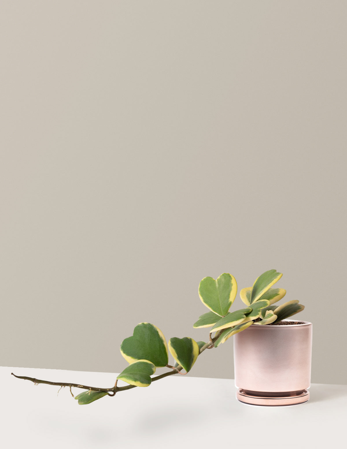 bundle | Medium | Isabella | Rose Gold