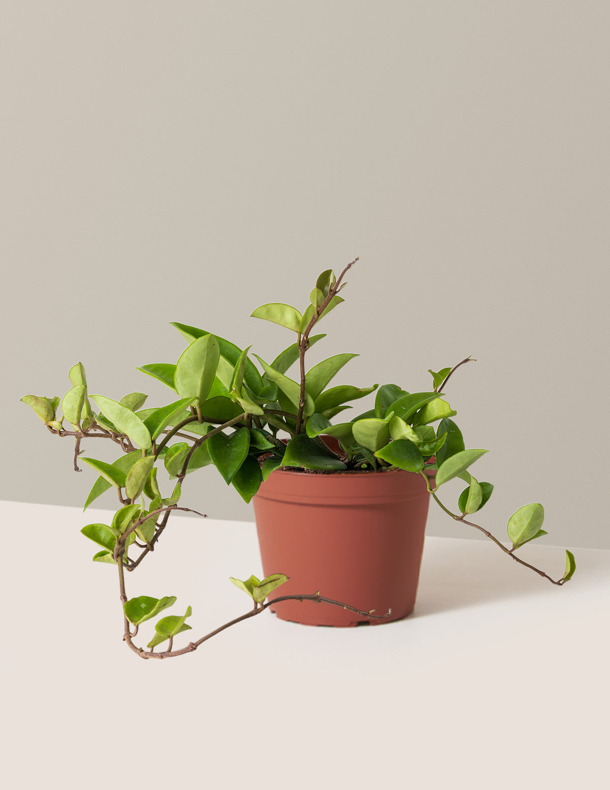 bundle | Medium | Grow Pot
