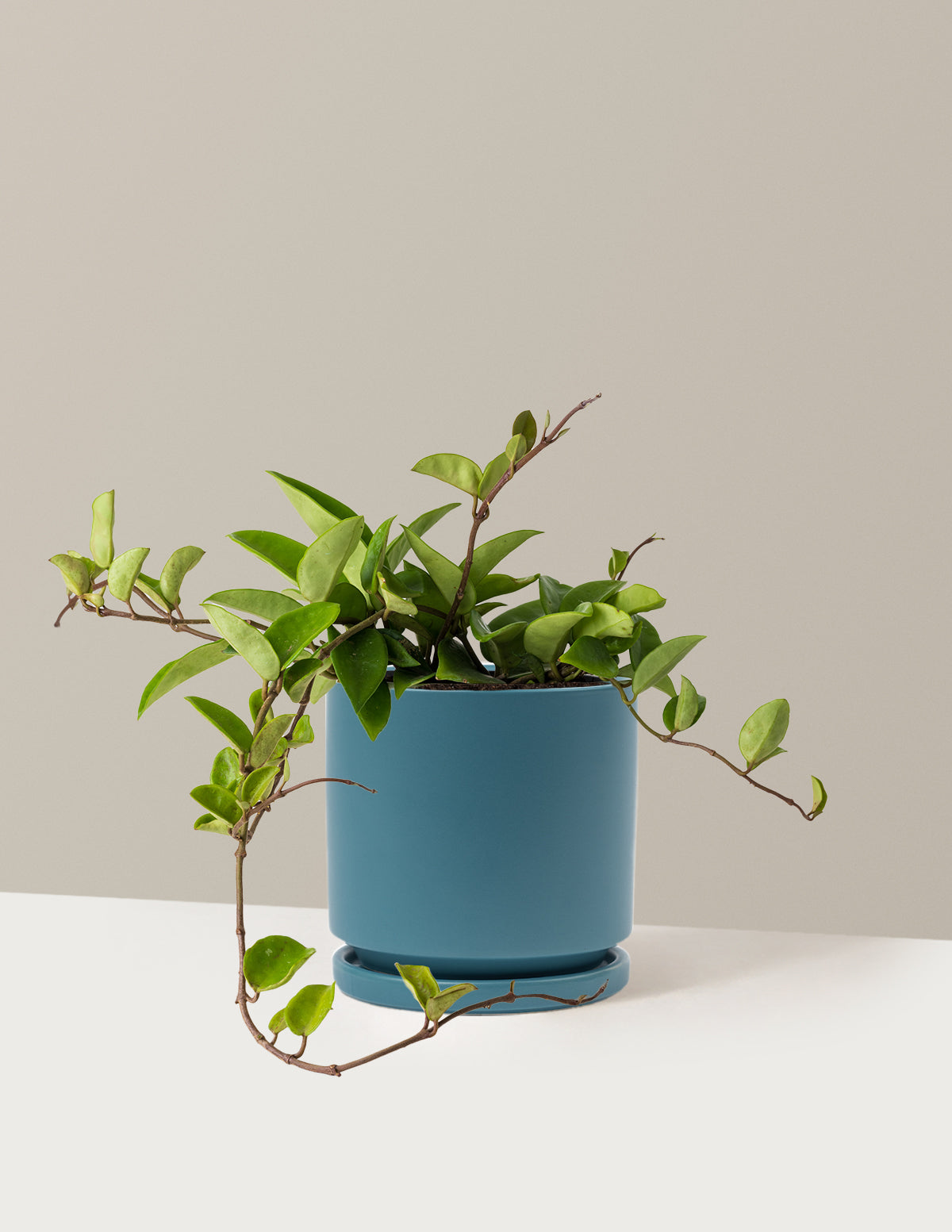bundle | Medium | Isabella | Antique Teal