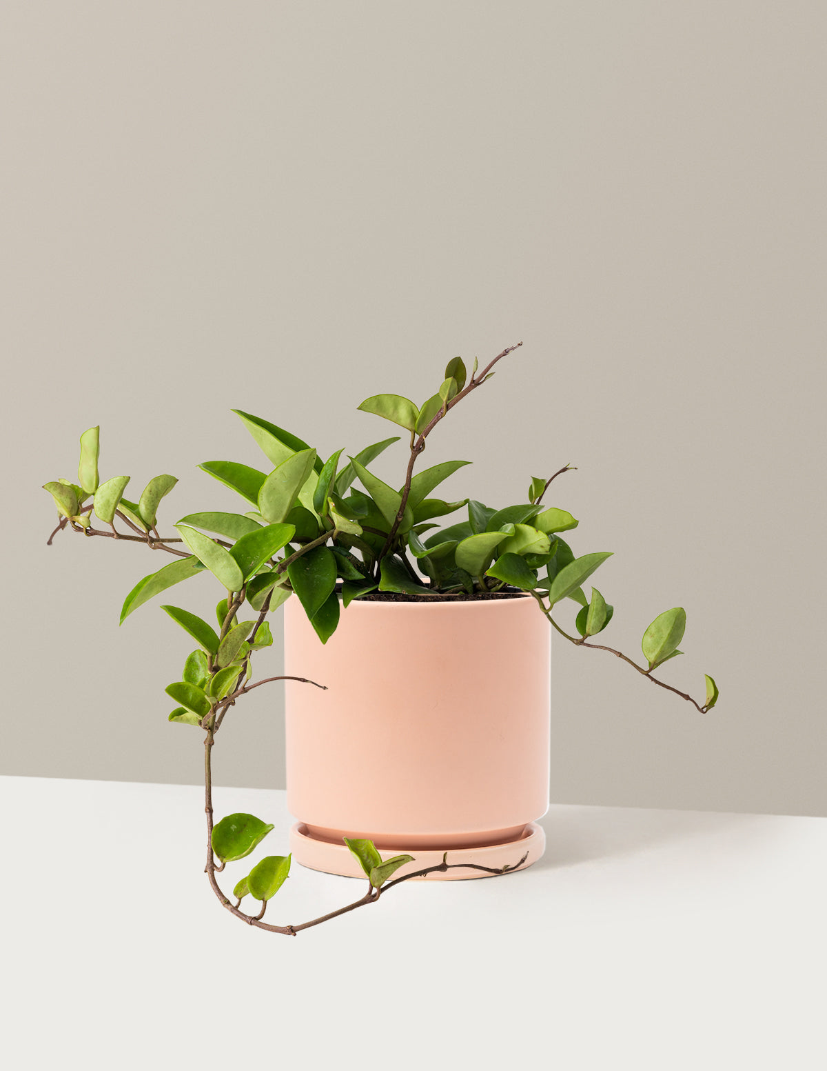 bundle | Medium | Isabella | Blush