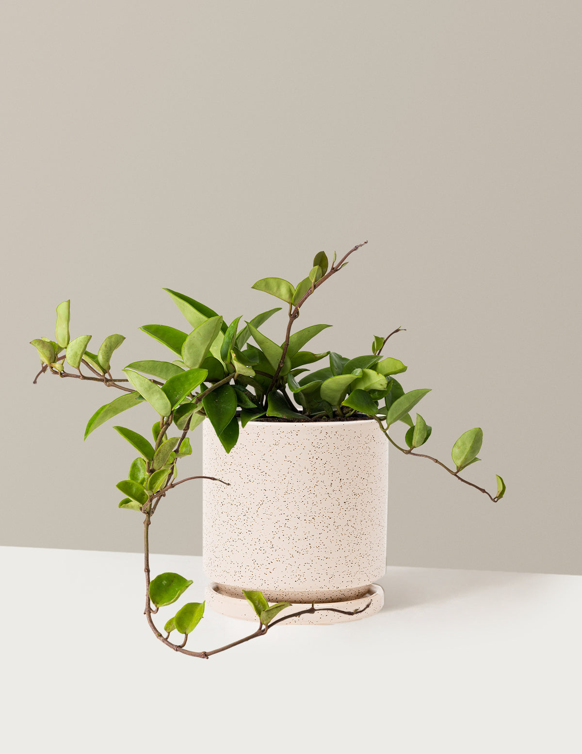 bundle | Medium | Isabella | White Sesame