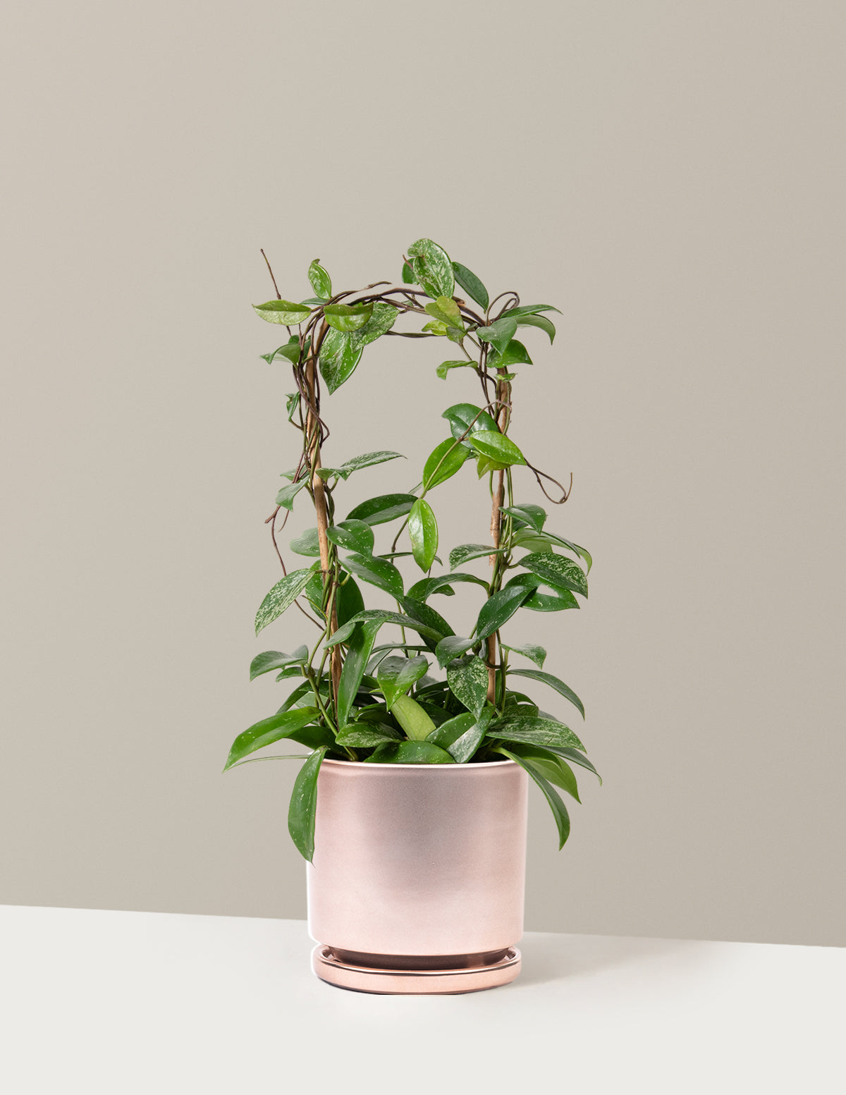 files/the-sill_Medium-Hoya-Pubicalyx-Hoop_Medium_Isabella_Rose-Gold_Variant.jpg
