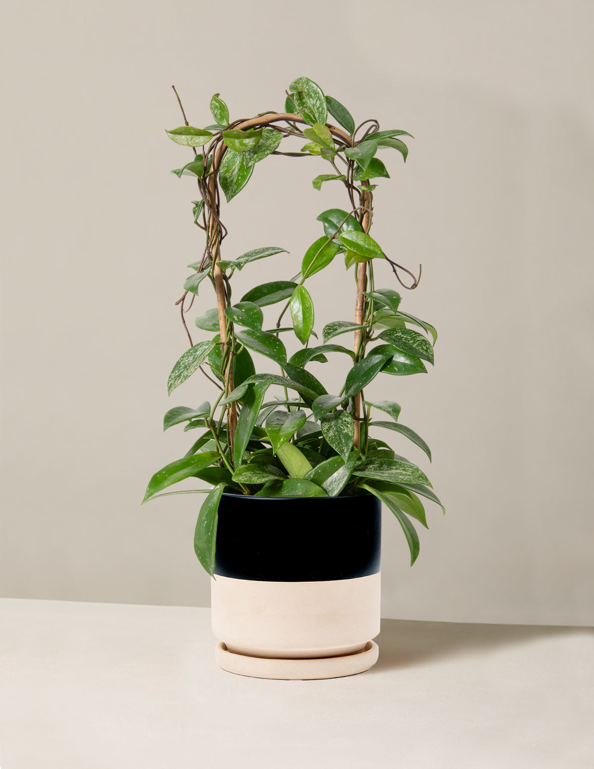Hoya Pubicalyx Hoop