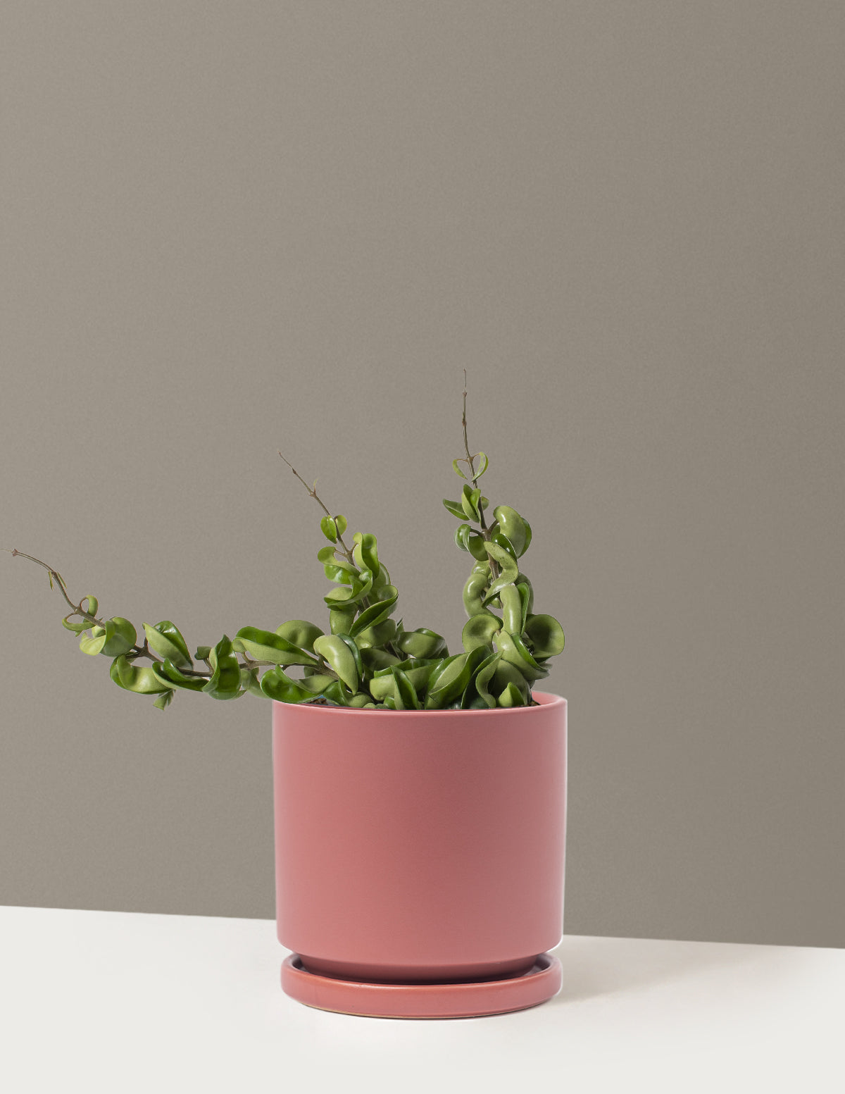 bundle | Medium | Isabella | Dusty Rose