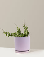 bundle | Medium | Isabella | Lavender