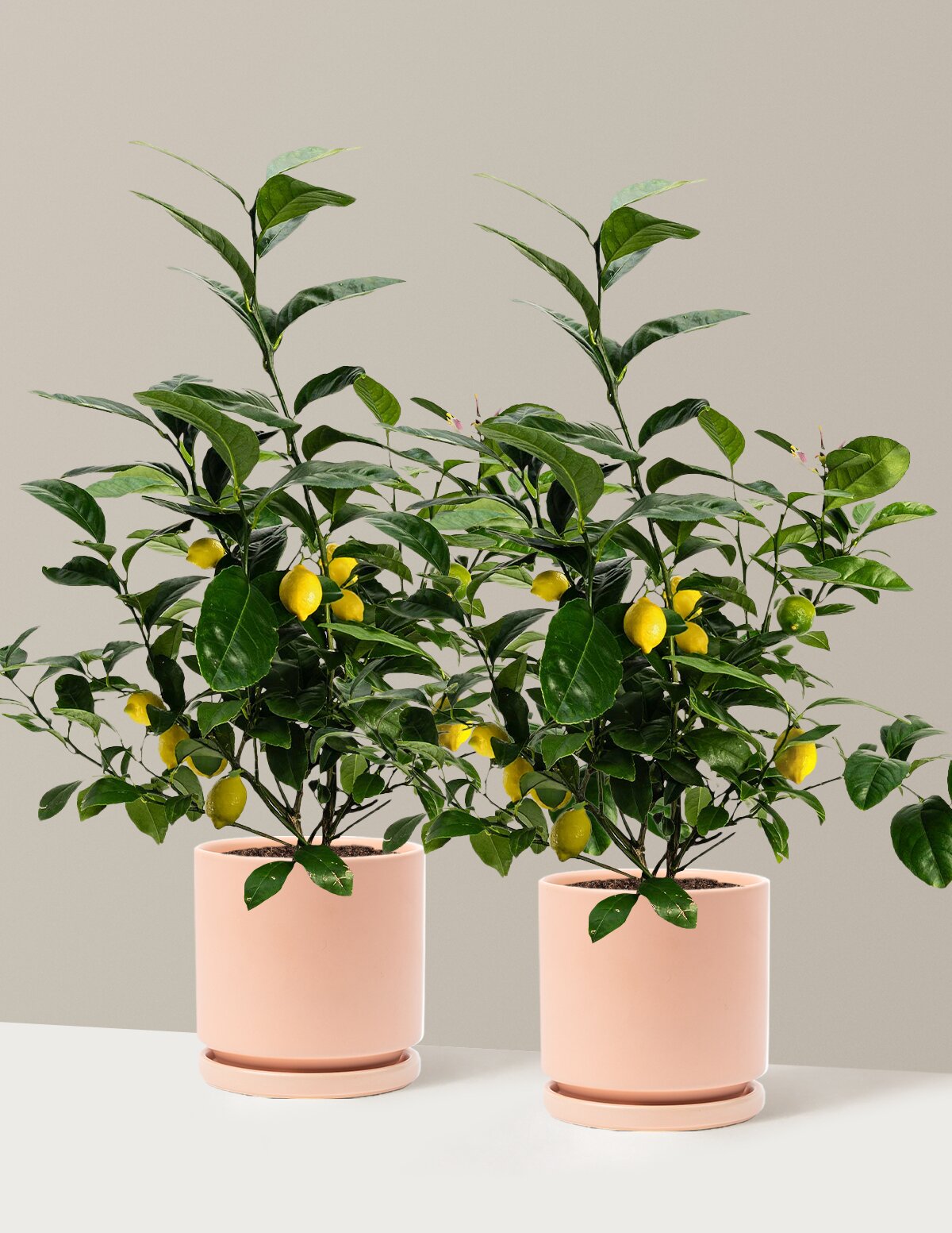 Meyer Lemon
