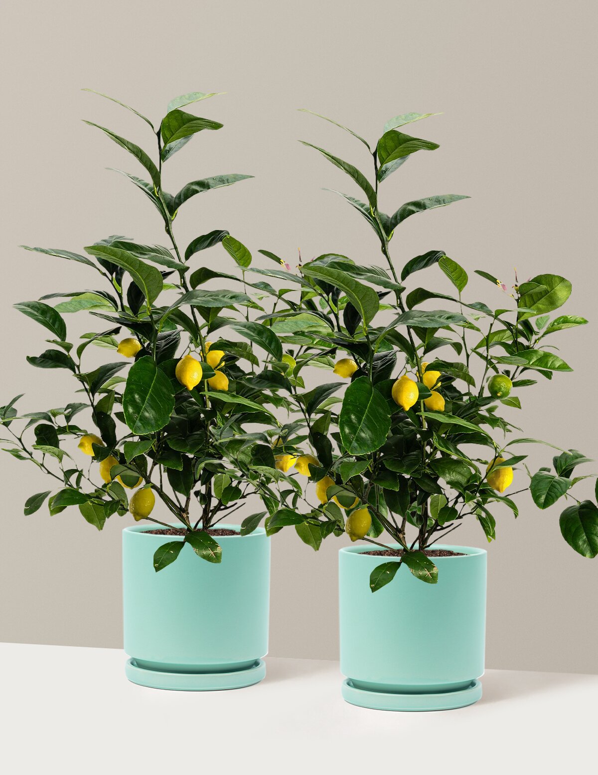 Meyer Lemon