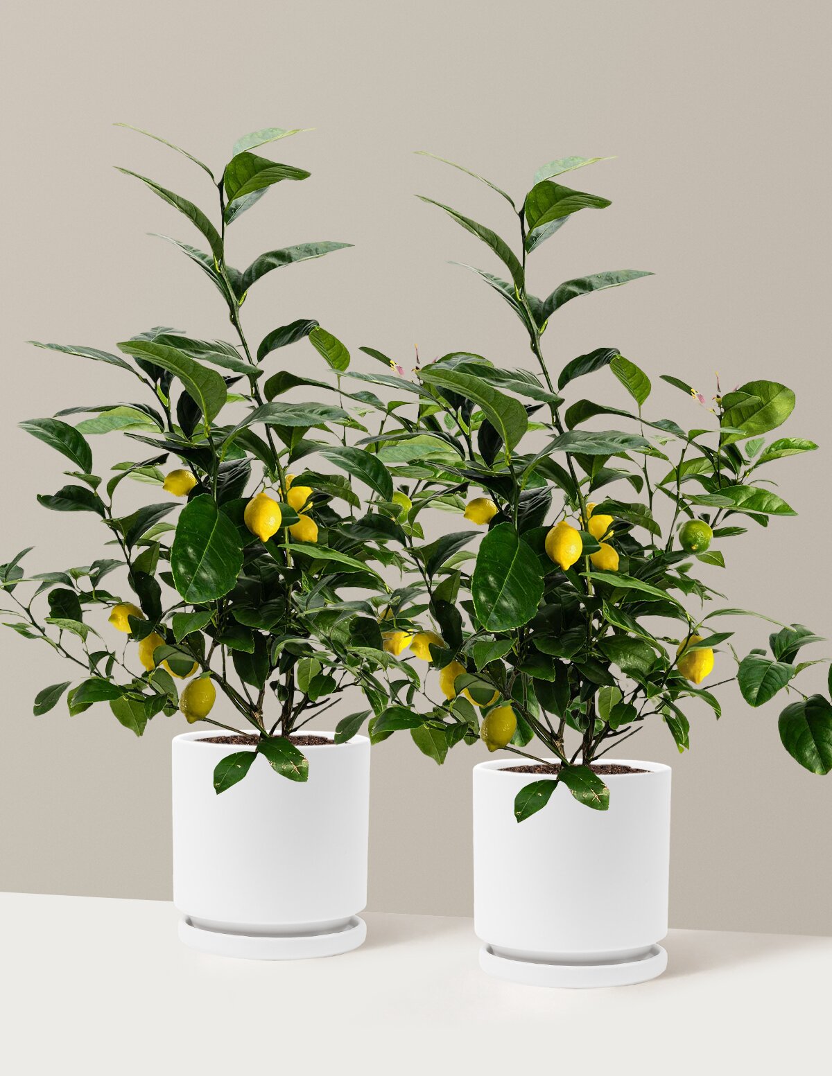 Meyer Lemon