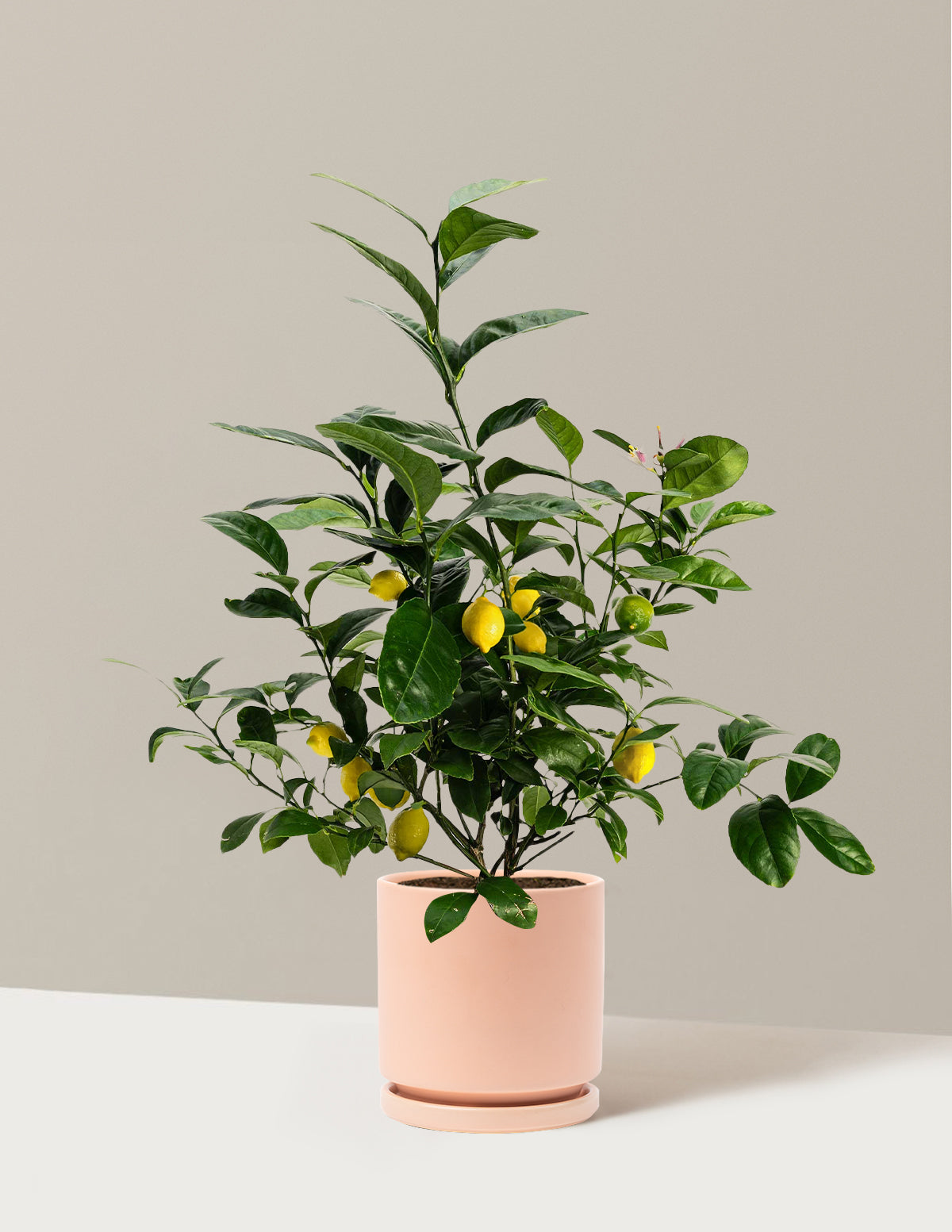 Meyer Lemon