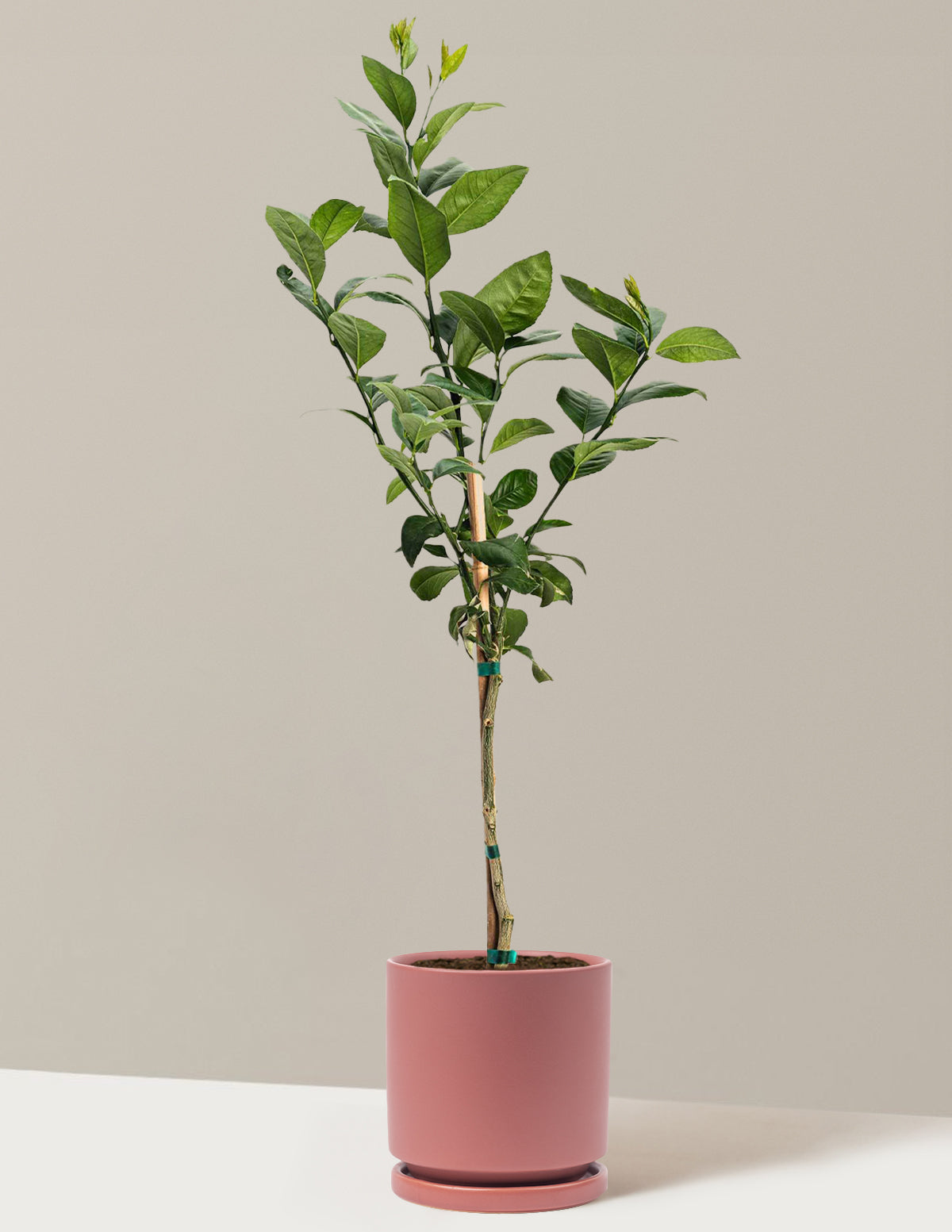 Meyer Lemon